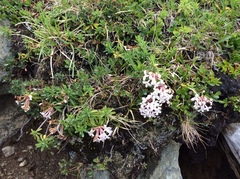 Daphne striata