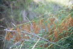 Cladium mariscus jamaicense