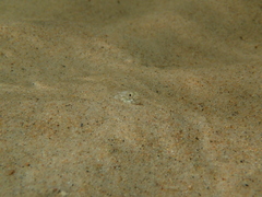 Pomatoschistus microps