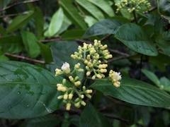 Palicourea pubescens