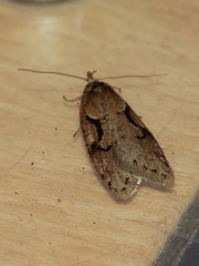 Semioscopis steinkellneriana