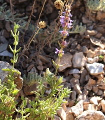 Nepeta foliosa