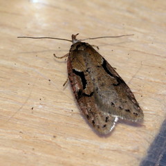 Semioscopis steinkellneriana