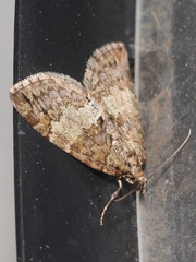 Hydriomena impluviata
