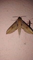 Xylophanes libya