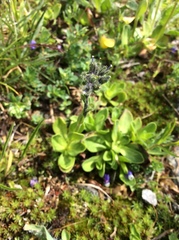 Veronica bellidioides