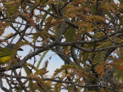 Malaconotus blanchoti