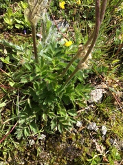 Pulsatilla vernalis