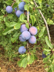 Prunus spinosa