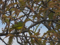 Malaconotus blanchoti