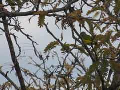 Malaconotus blanchoti