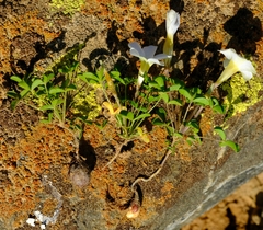 Oxalis tenella