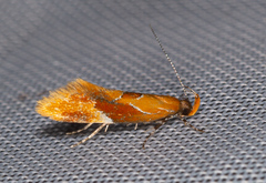 Epicallima formosella