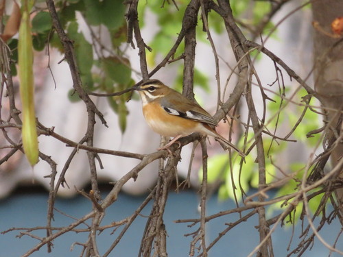 Bearded Scrub Robin (Tychaedon quadrivirgata), photo 3