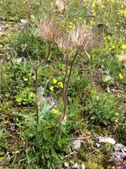 Pulsatilla vernalis