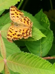 Polygonia c-aureum
