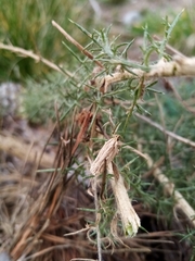 Agonopterix umbellana