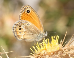 Coenonympha corinna