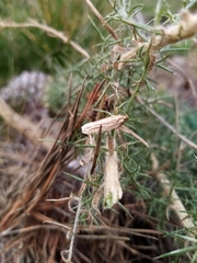 Agonopterix umbellana