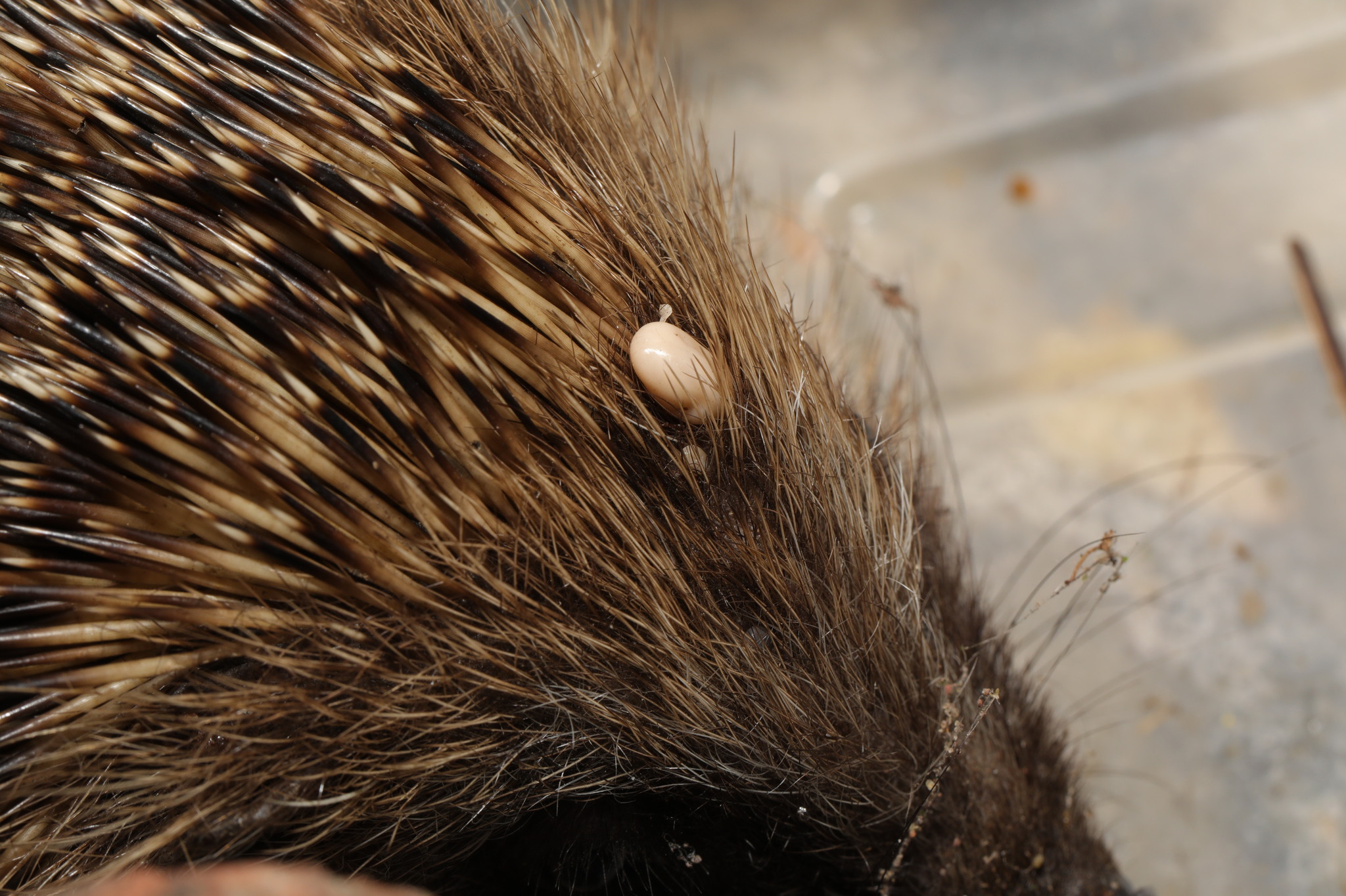 european dog tick, hedgehog tick, igelzecke