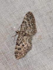 Eupithecia dodoneata