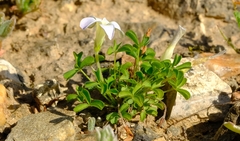Oxalis tenella