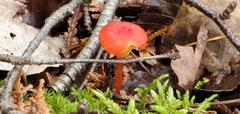 Coccineae