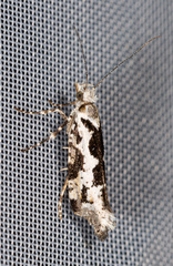 Ypsolopha sequella