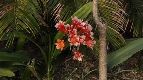 Clivia image