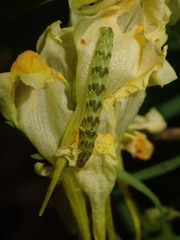 Eupithecia linariata
