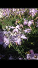 Dianthus sternbergii