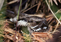Caprimulgus manillensis