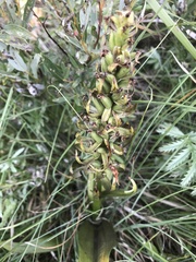 Dactylorhiza incarnata
