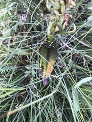 Dactylorhiza incarnata