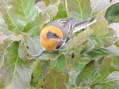 Peucedramus taeniatus