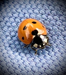 Coccinella septempunctata