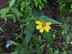 Wedelia calycina