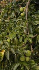 Casimiroa