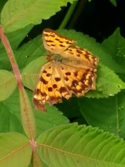 Polygonia c-aureum