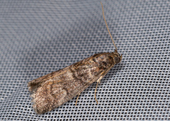 Acrobasis obtusella