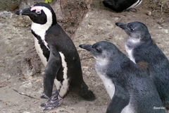 African Penguin photo 1