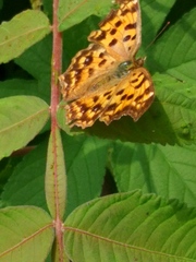 Polygonia c-aureum