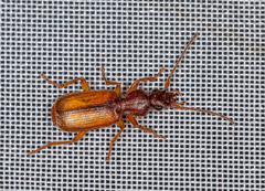 Polistichus connexus