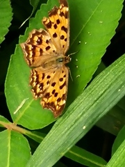 Polygonia c-aureum