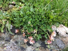 Trifolium thalii