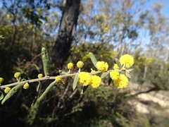 Acacia aspera