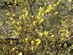 Acacia aspera
