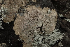 Placopsis perrugosa