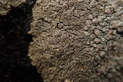 Placopsis perrugosa