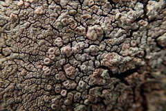 Placopsis perrugosa